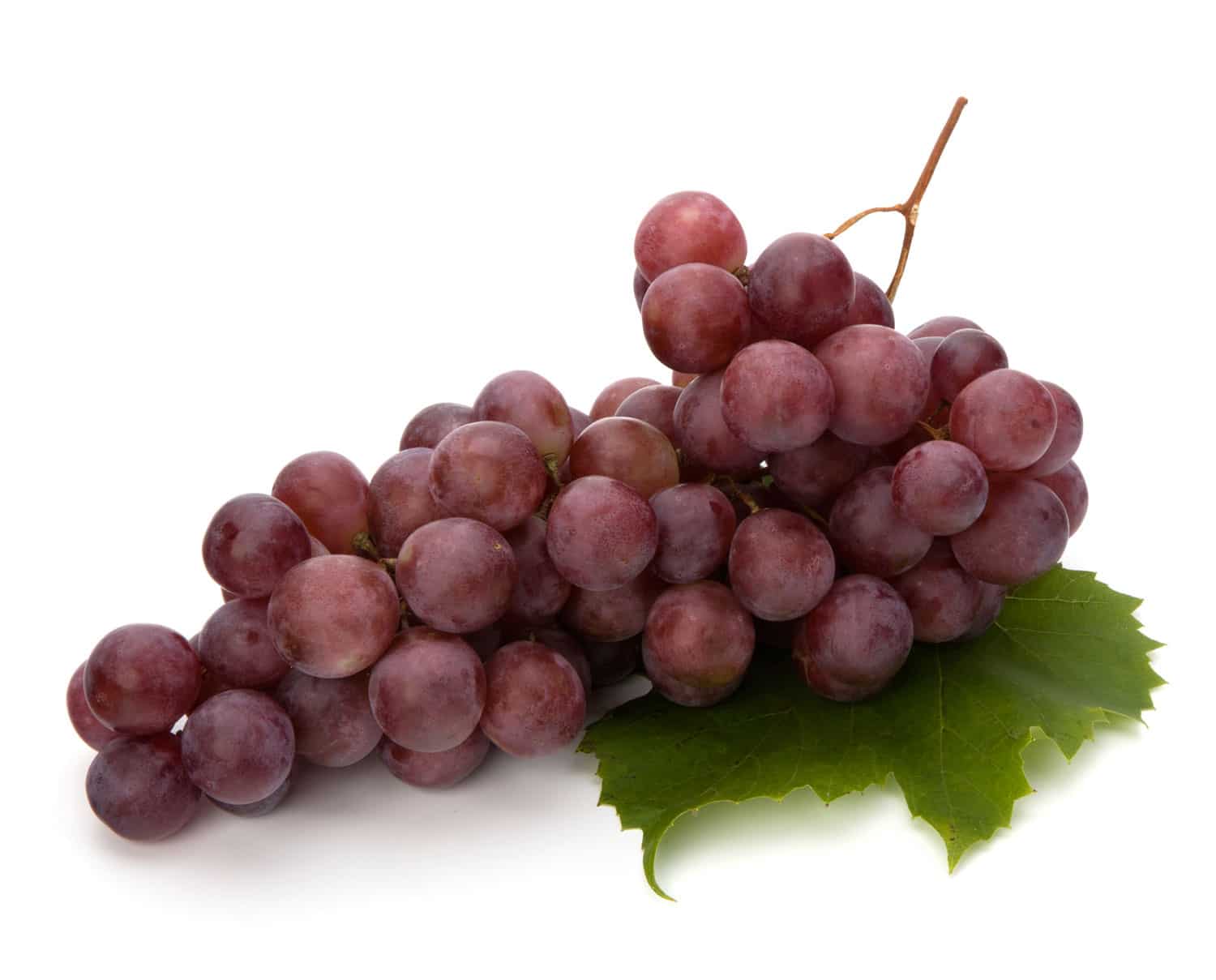 Resveratrol
